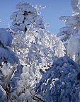 Trees, ice, and sky