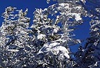 More trees, ice, and sky