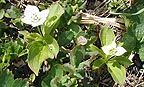 Alpine Garden