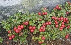 mountain cranberries