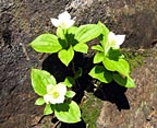 Flowers on the Carriage Road