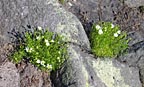 Summit flowers