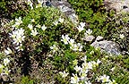 Alpine Flowers