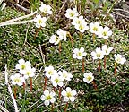 Wildflowers